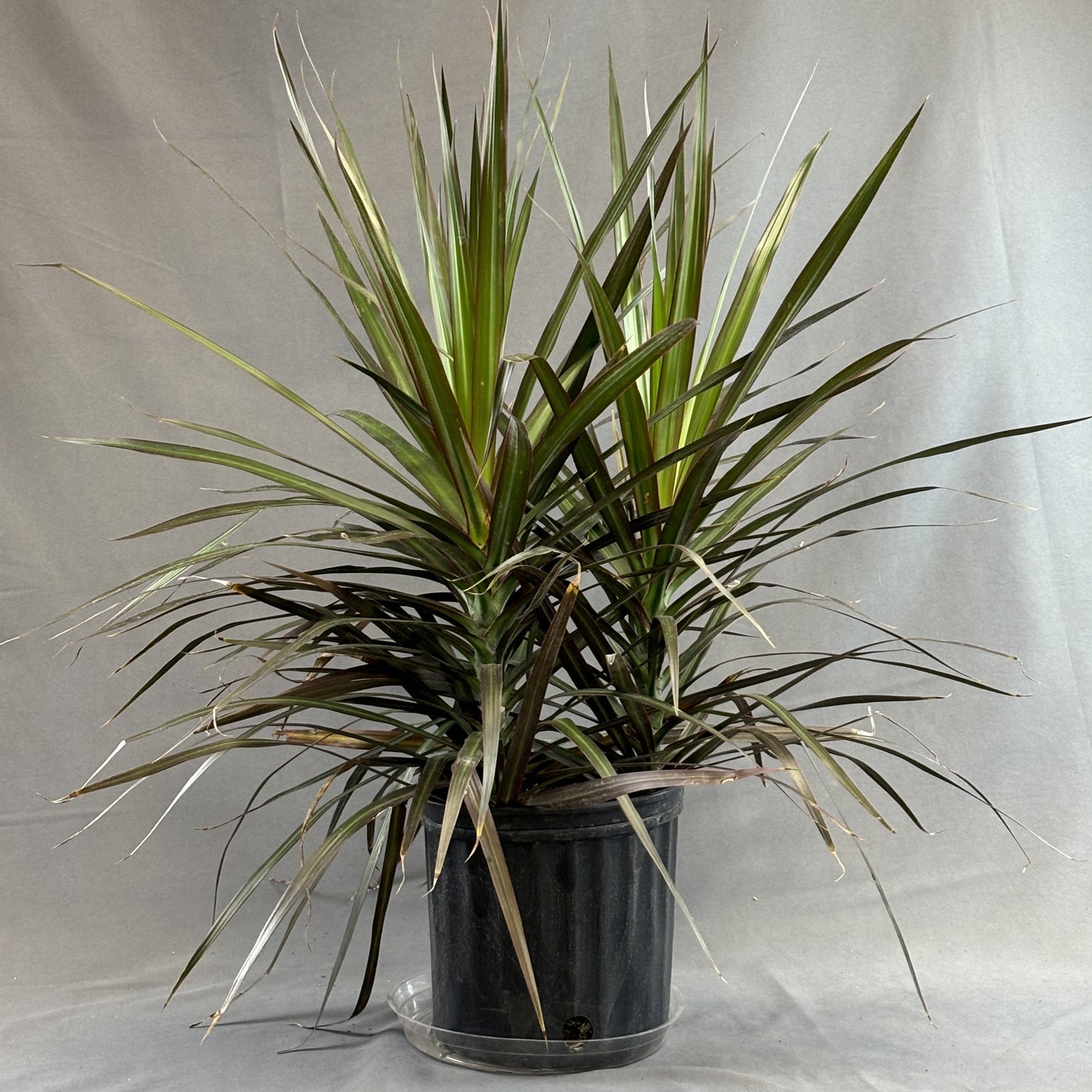 Dracaena 'Magenta'