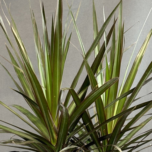 Dracaena 'Magenta'