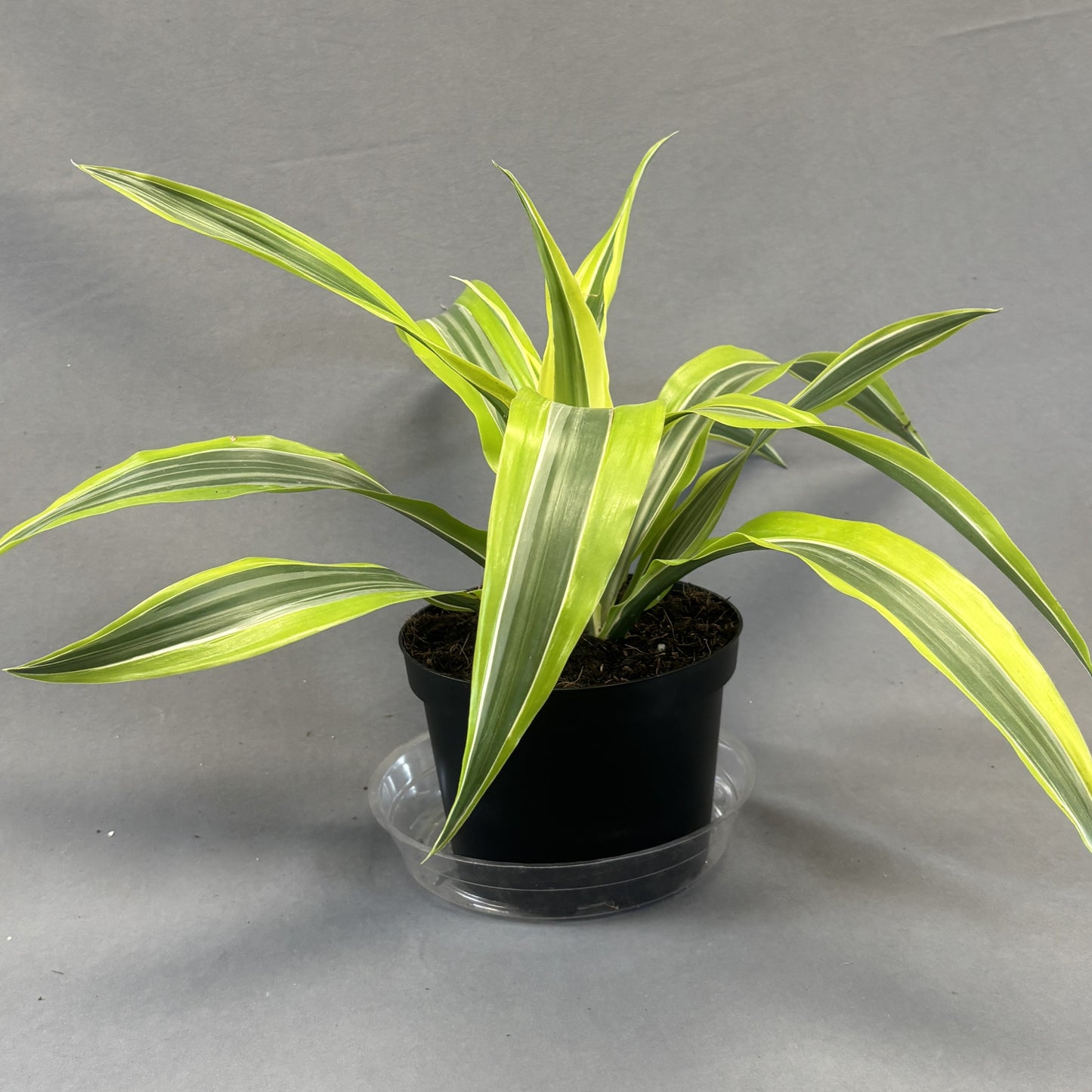 Dracaena 'Lemon Lime'