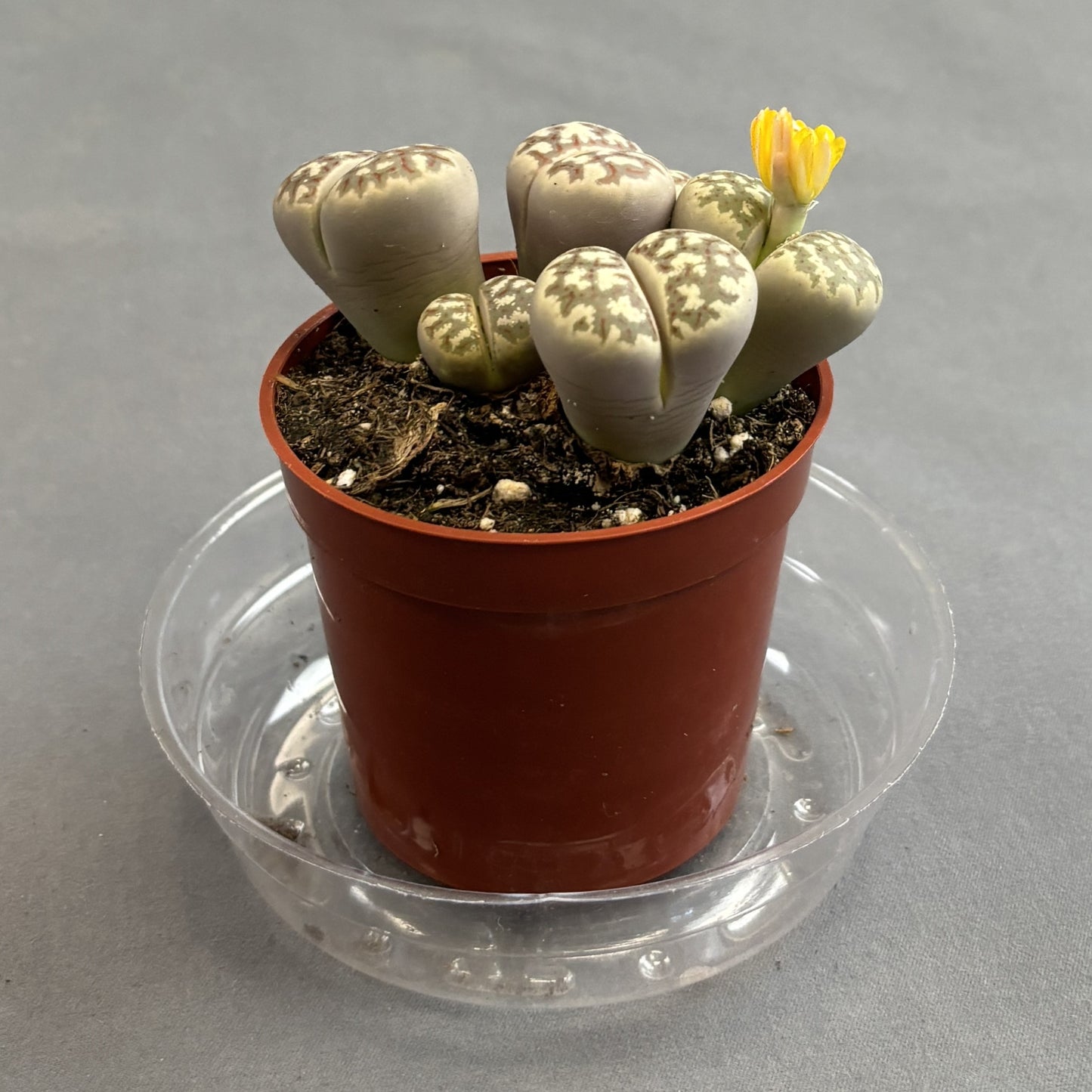 Livingstones (Lithops)