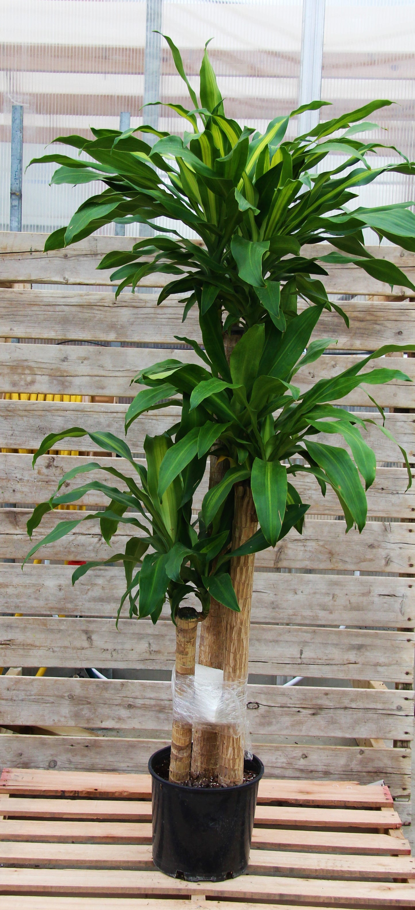 Dracaena 'Massangeana'