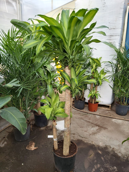 Dracaena 'Massangeana'