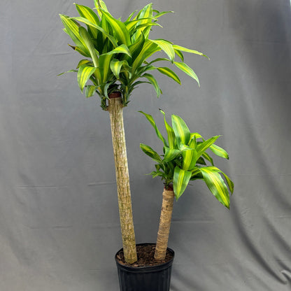 Dracaena 'Massangeana'