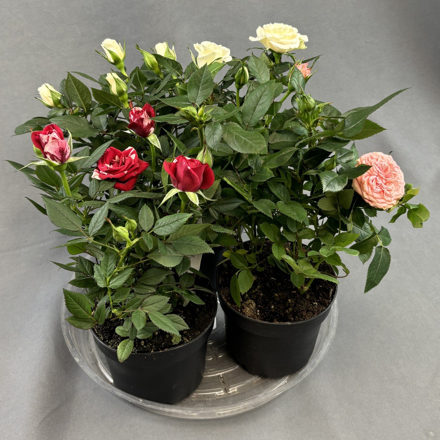 Mini Rose Bush Assorted