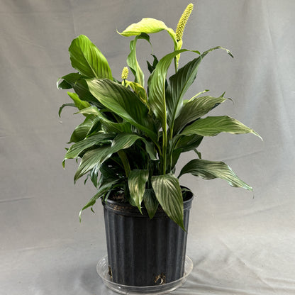 Peace Lily