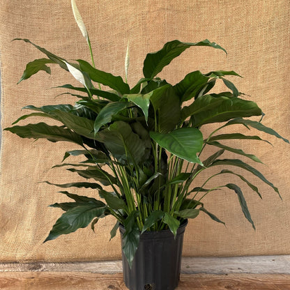 Peace Lily