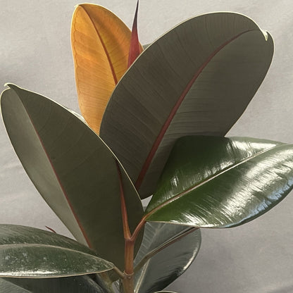 Ficus 'Burgundy'