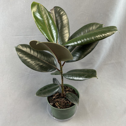 Ficus 'Burgundy'