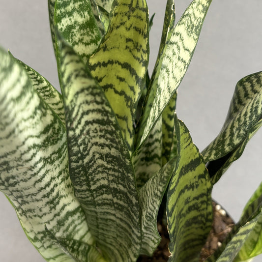 Snake Plant 'Zeylanica Superba'