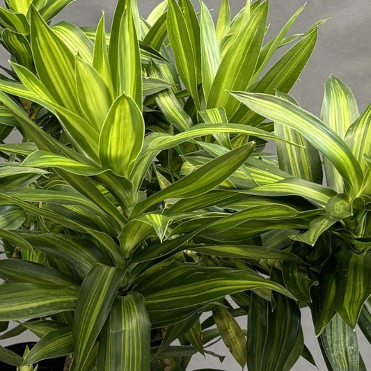 Dracaena 'Song of Jamaica'