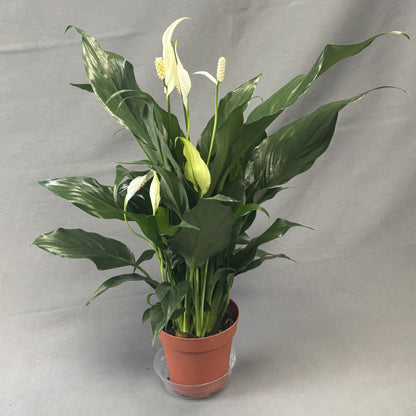 Peace Lily