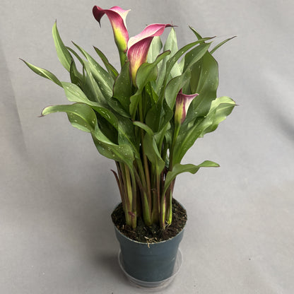 Calla Lily