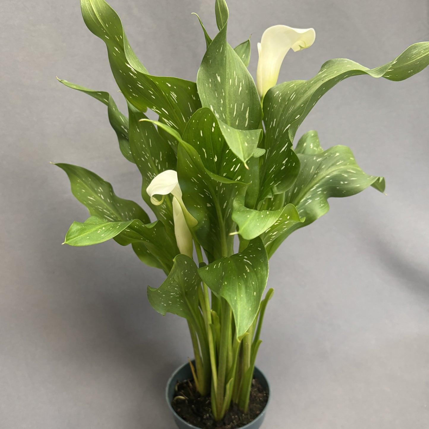 Calla Lily