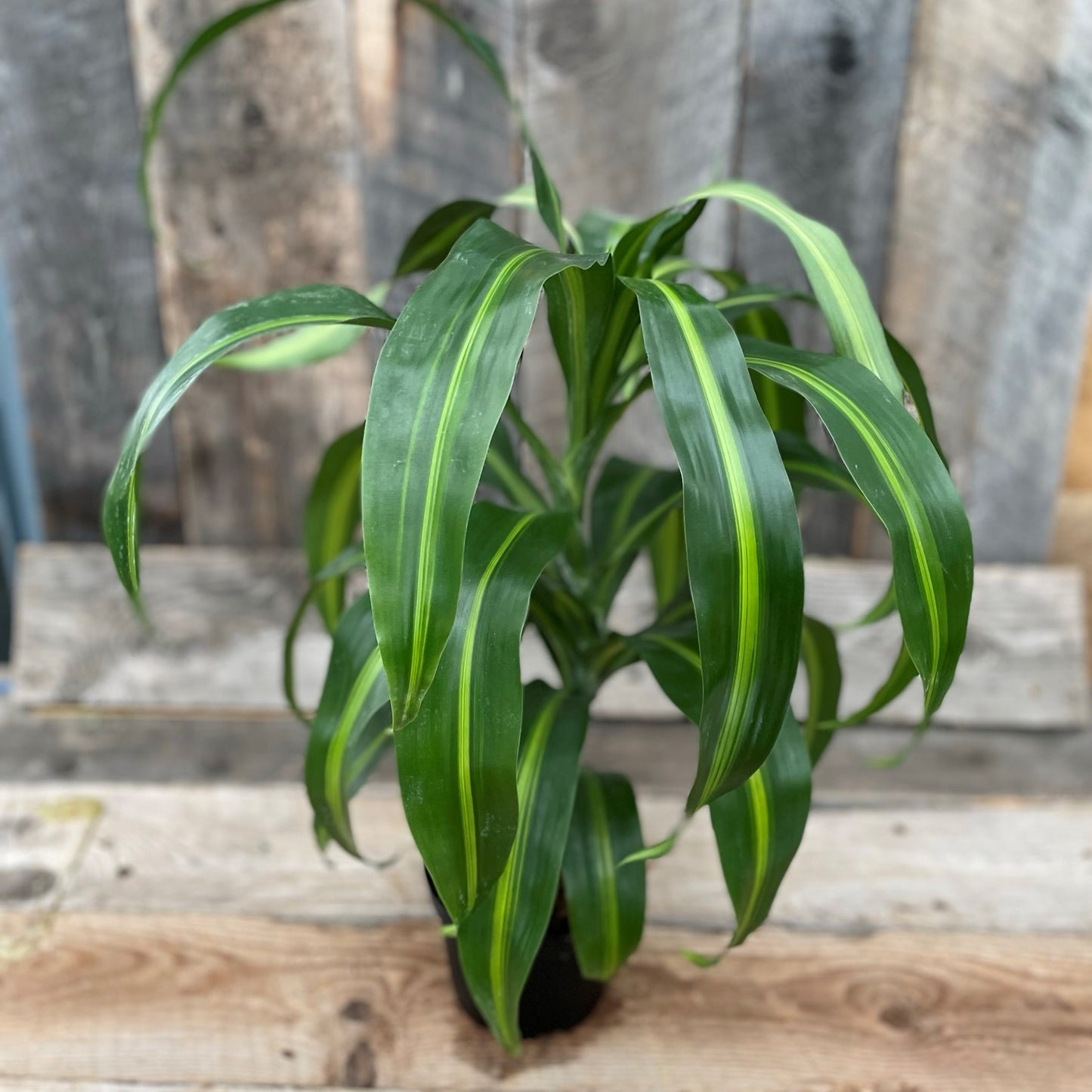 Dracaena 'Massangeana'