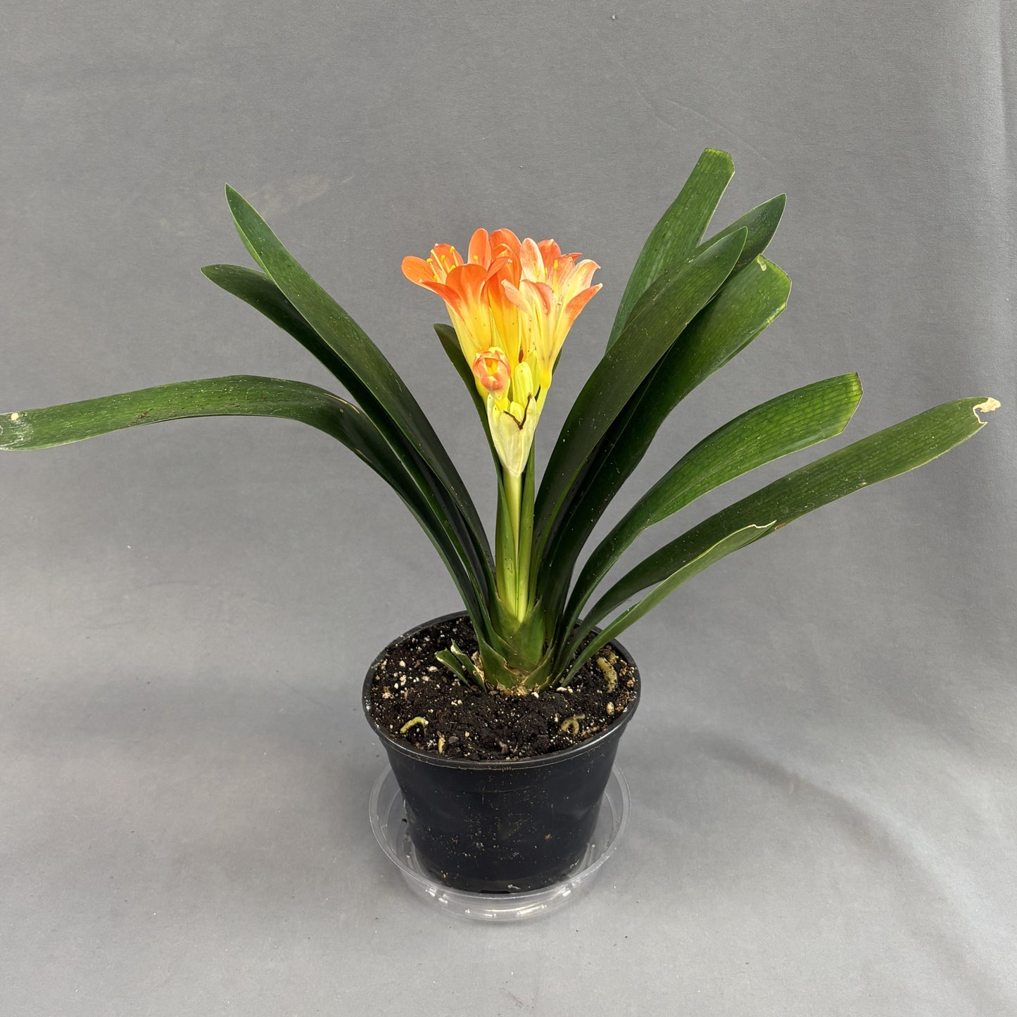 Clivia miniata