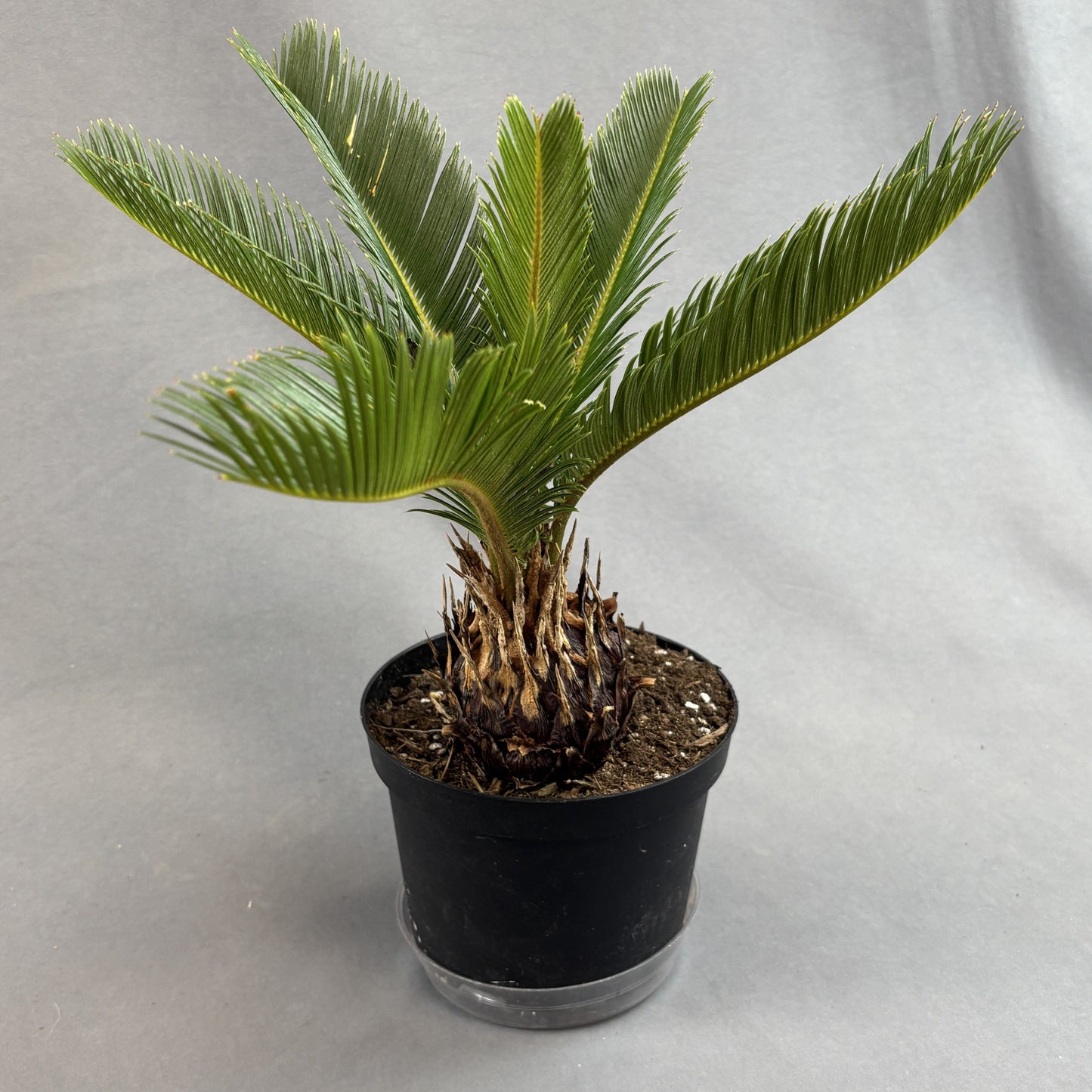 Sago Palm