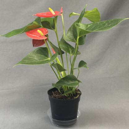 Anthurium andreanum