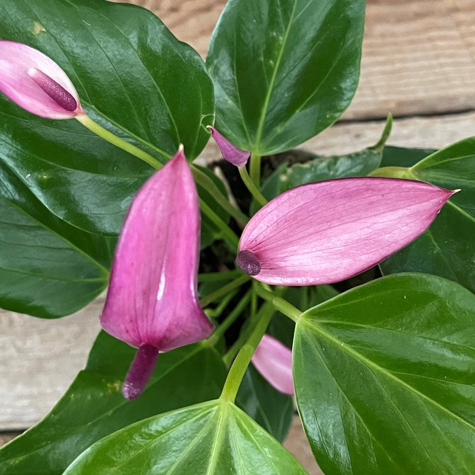 Anthurium andreanum