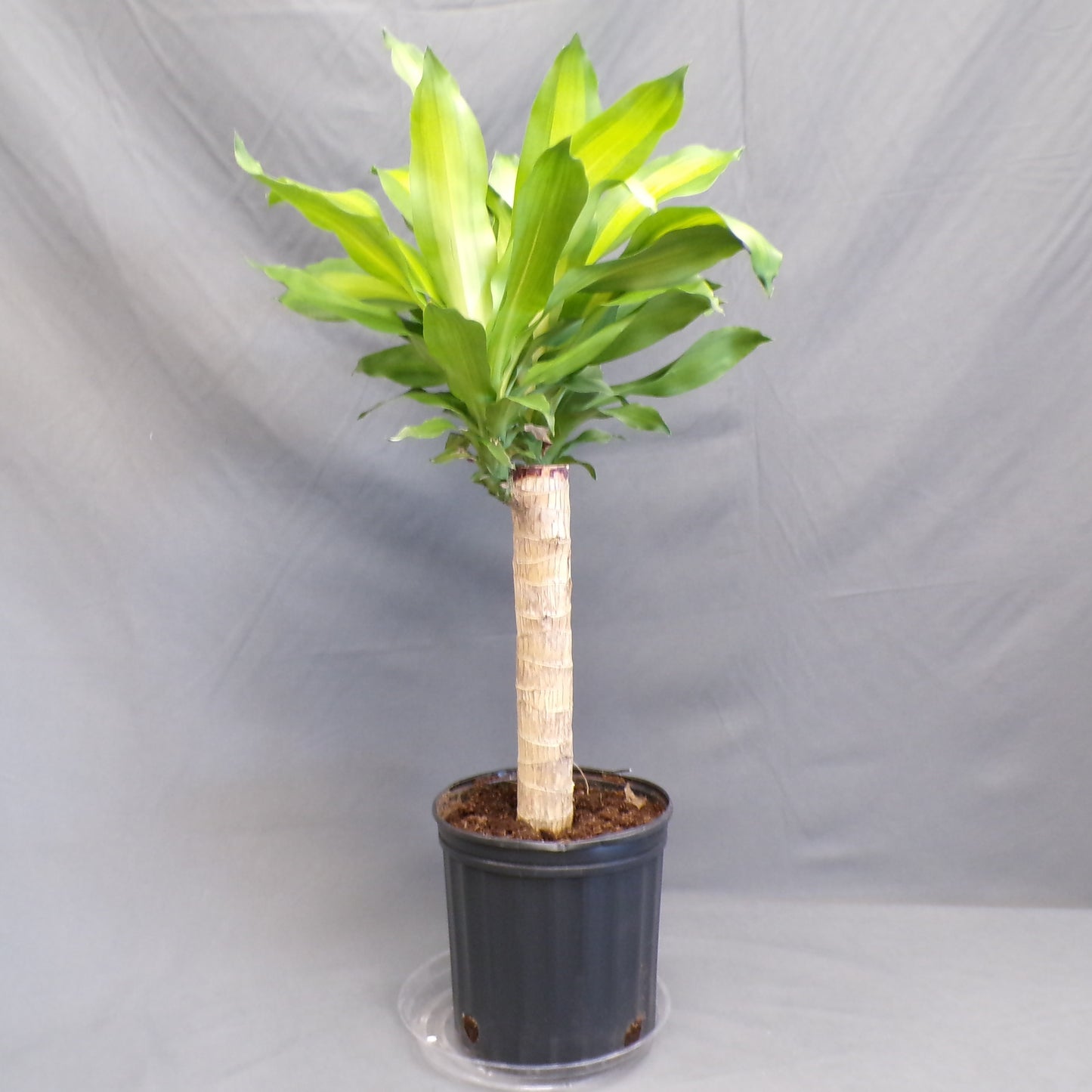 Dracaena 'Massangeana'