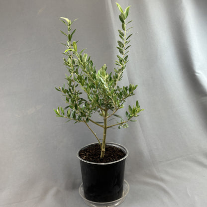 Olive Plant