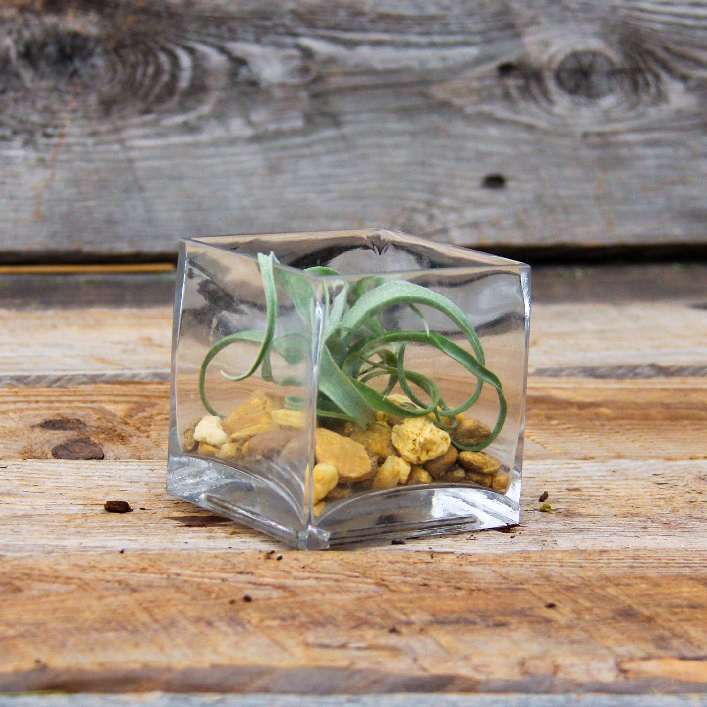 Air Plant w/Containers