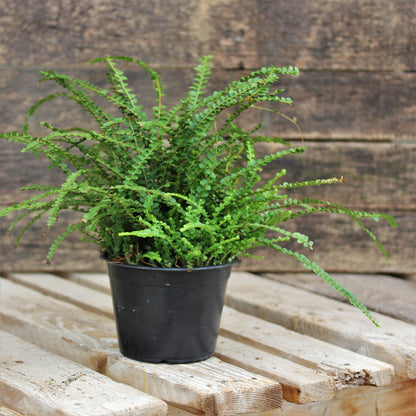 Lemon Button Fern