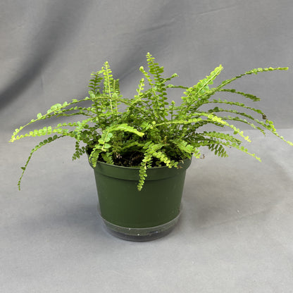 Lemon Button Fern