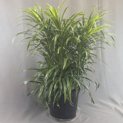 Dracaena 'Anita'