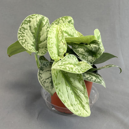 Pothos 'Silver Satin'