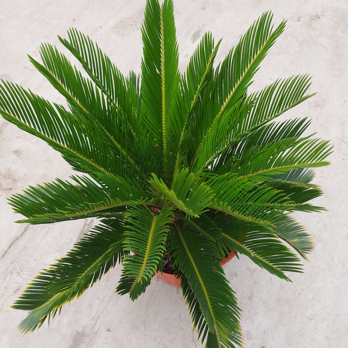 Sago Palm