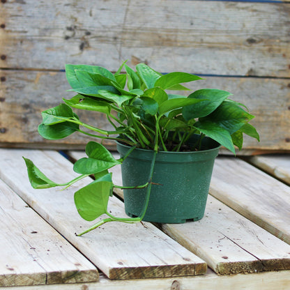 Pothos 'Jade'