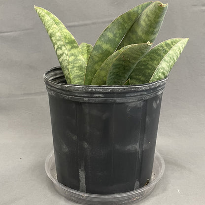 Snake Plant 'Whale Fin'