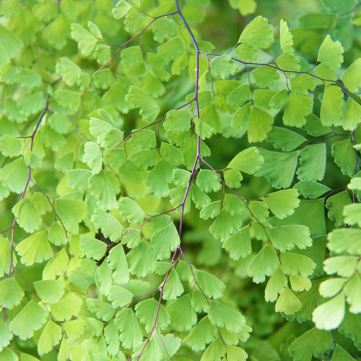 Maidenhair Fern