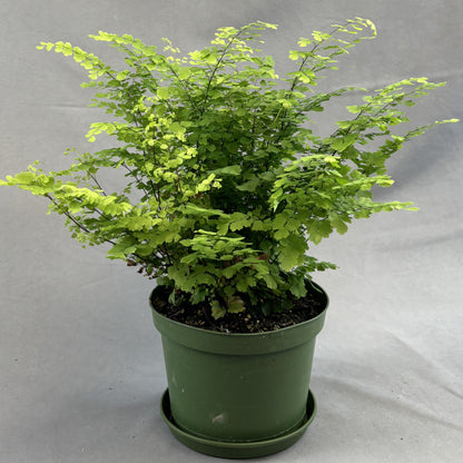 Maidenhair Fern