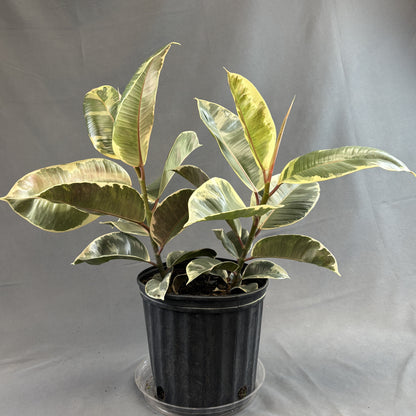 Ficus 'Tineke'