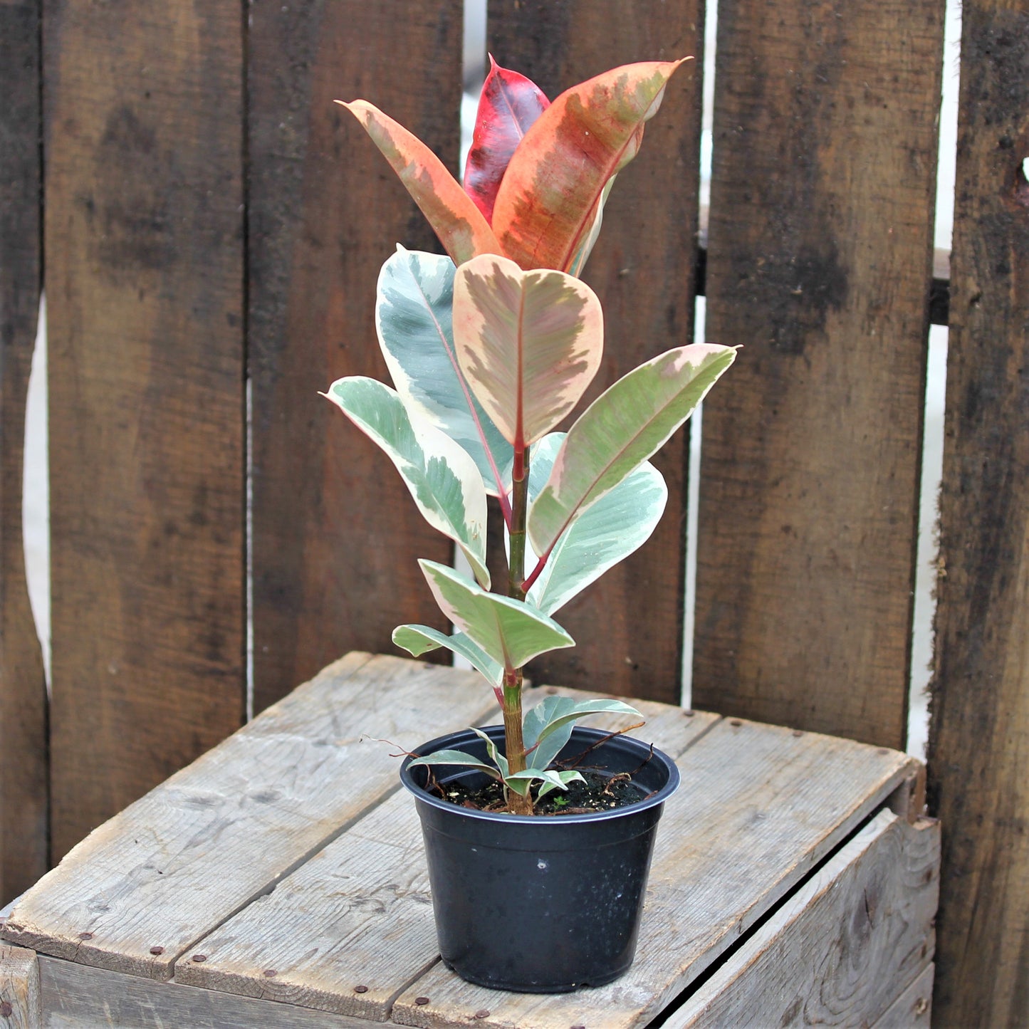 Ficus 'Tineke'