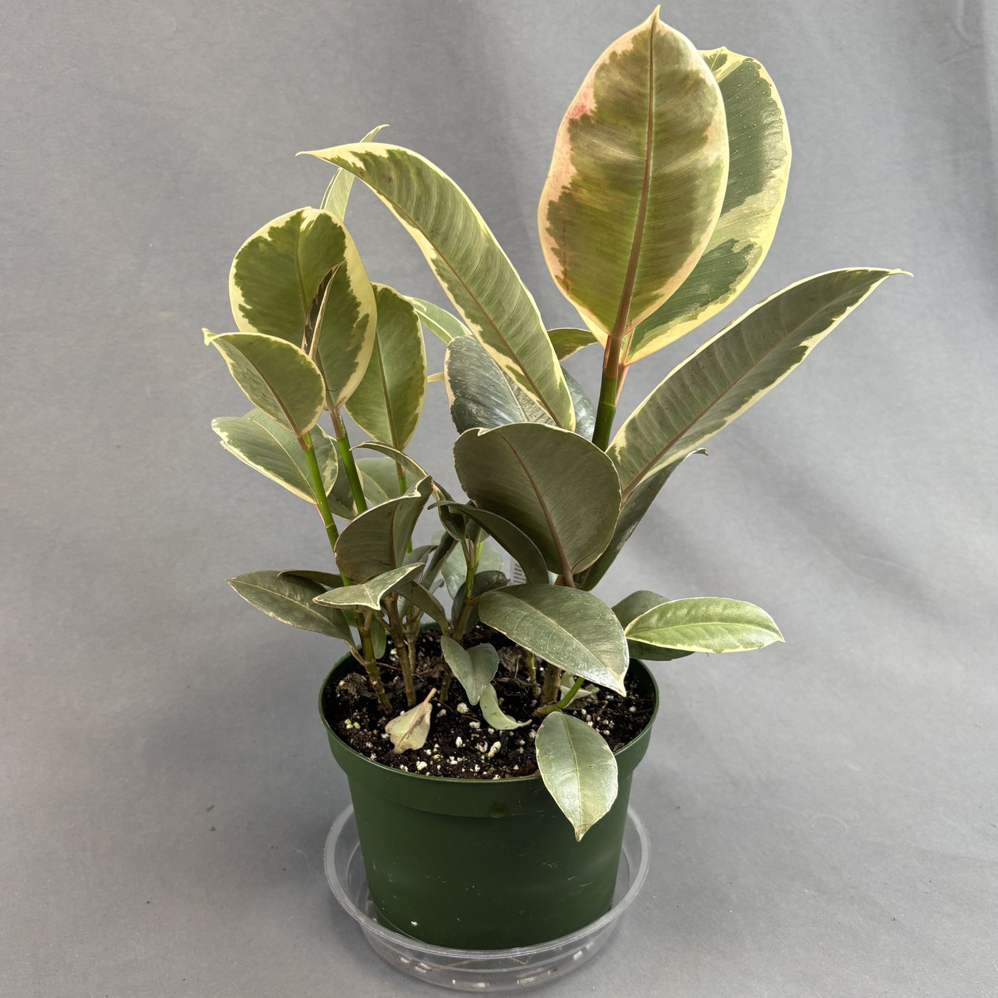 Ficus 'Tineke'