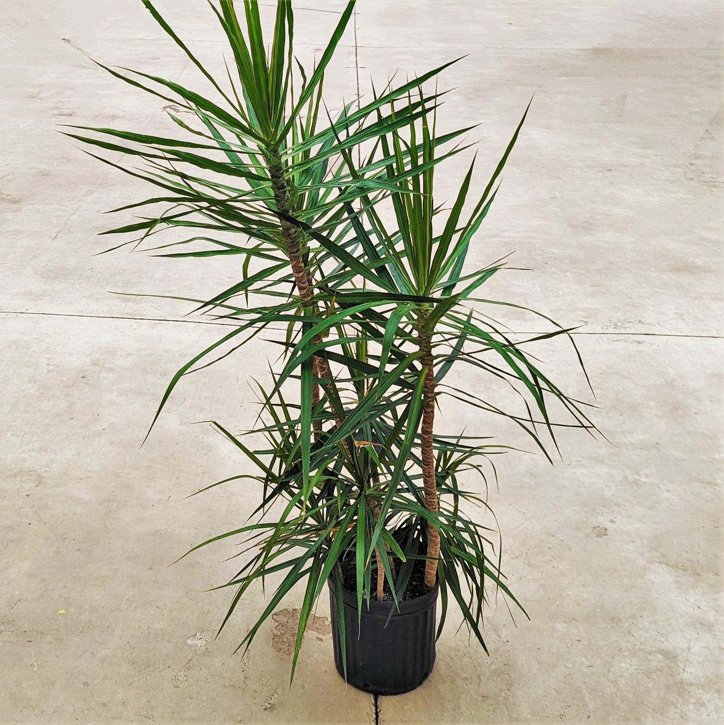 Dracaena 'Staggered'