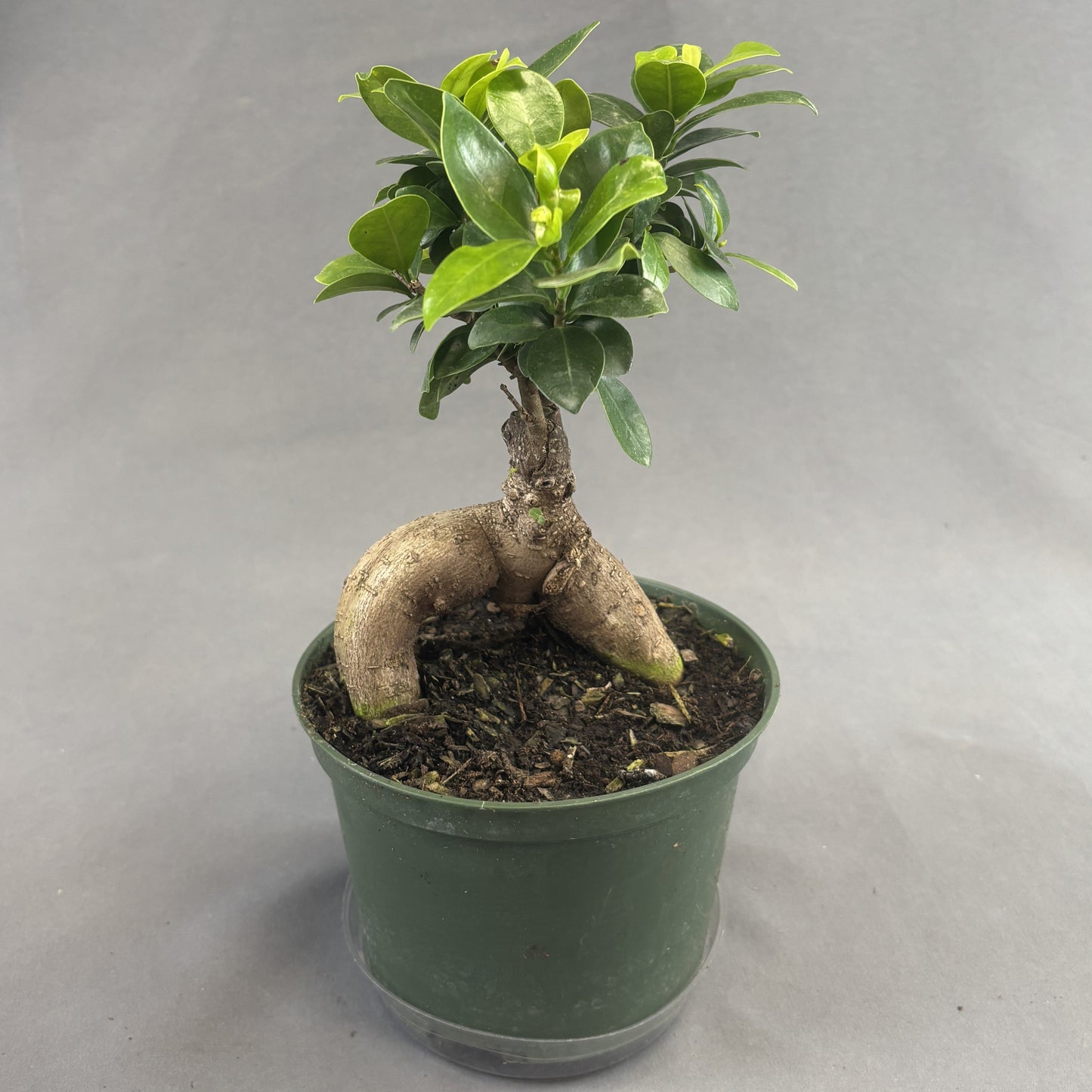 Ficus 'Ginseng'