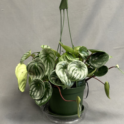 Peperomia 'Watermelon'