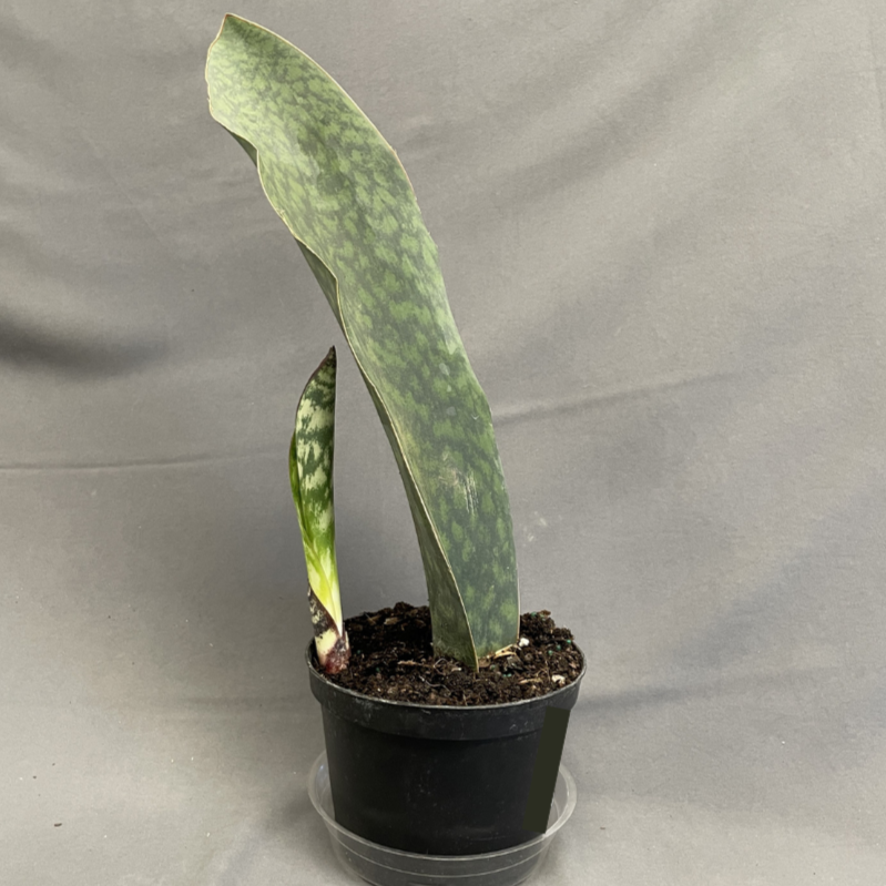 Snake Plant 'Whale Fin'