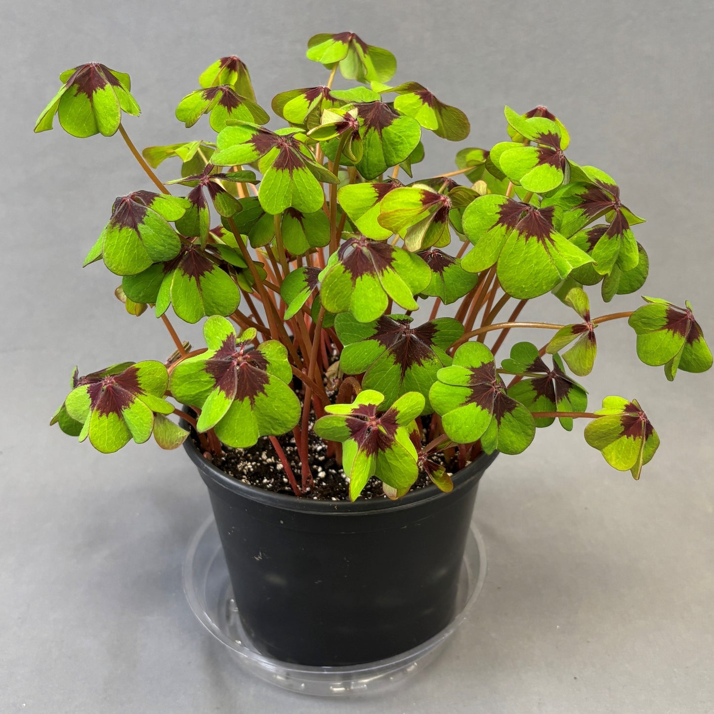 Oxalis 'Iron Cross'