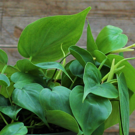 Philodendron cordatum