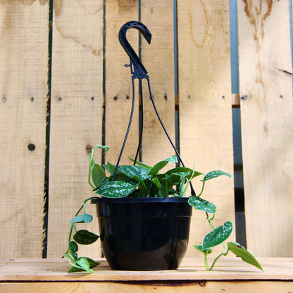 Pothos 'Silver Satin'