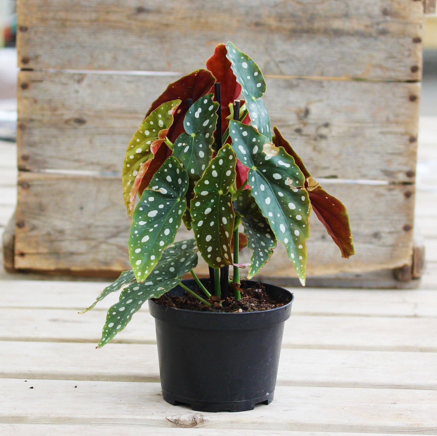 Polka Dot Begonia