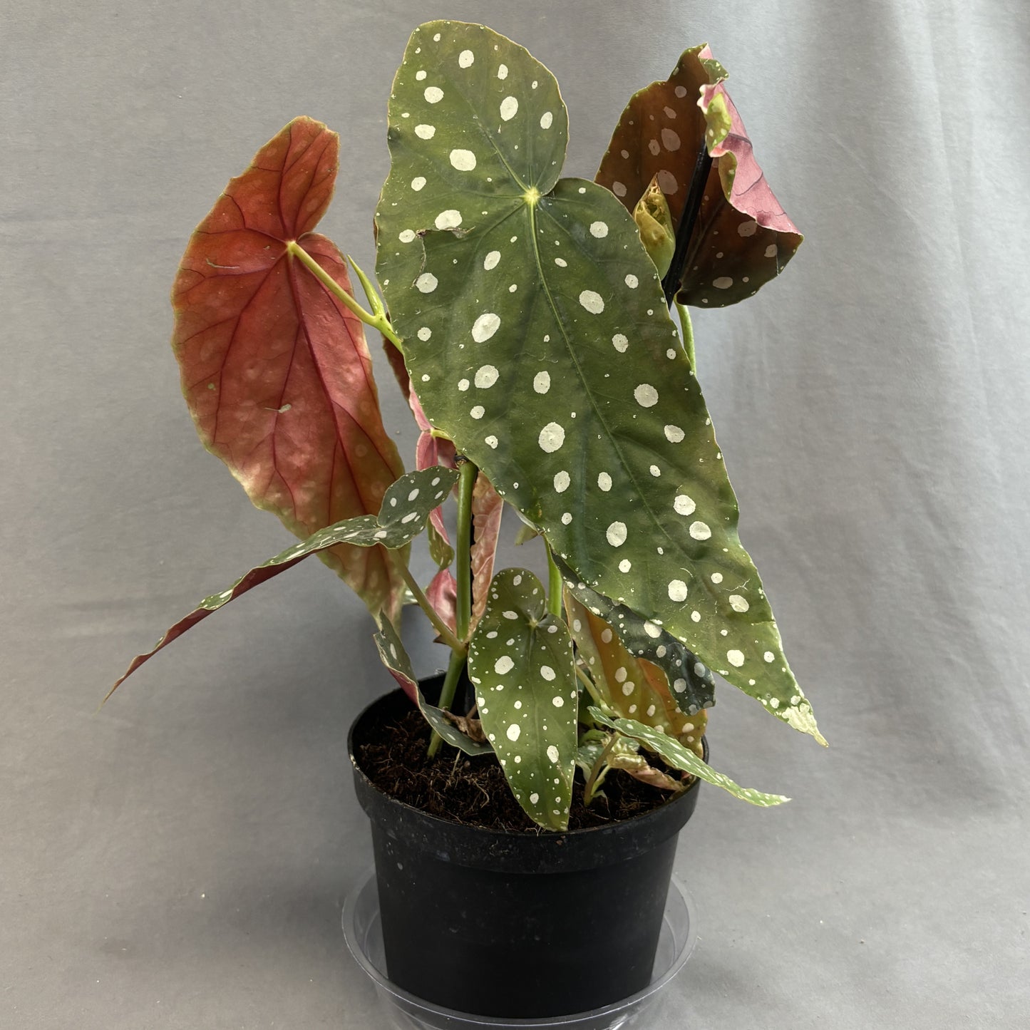 Polka Dot Begonia