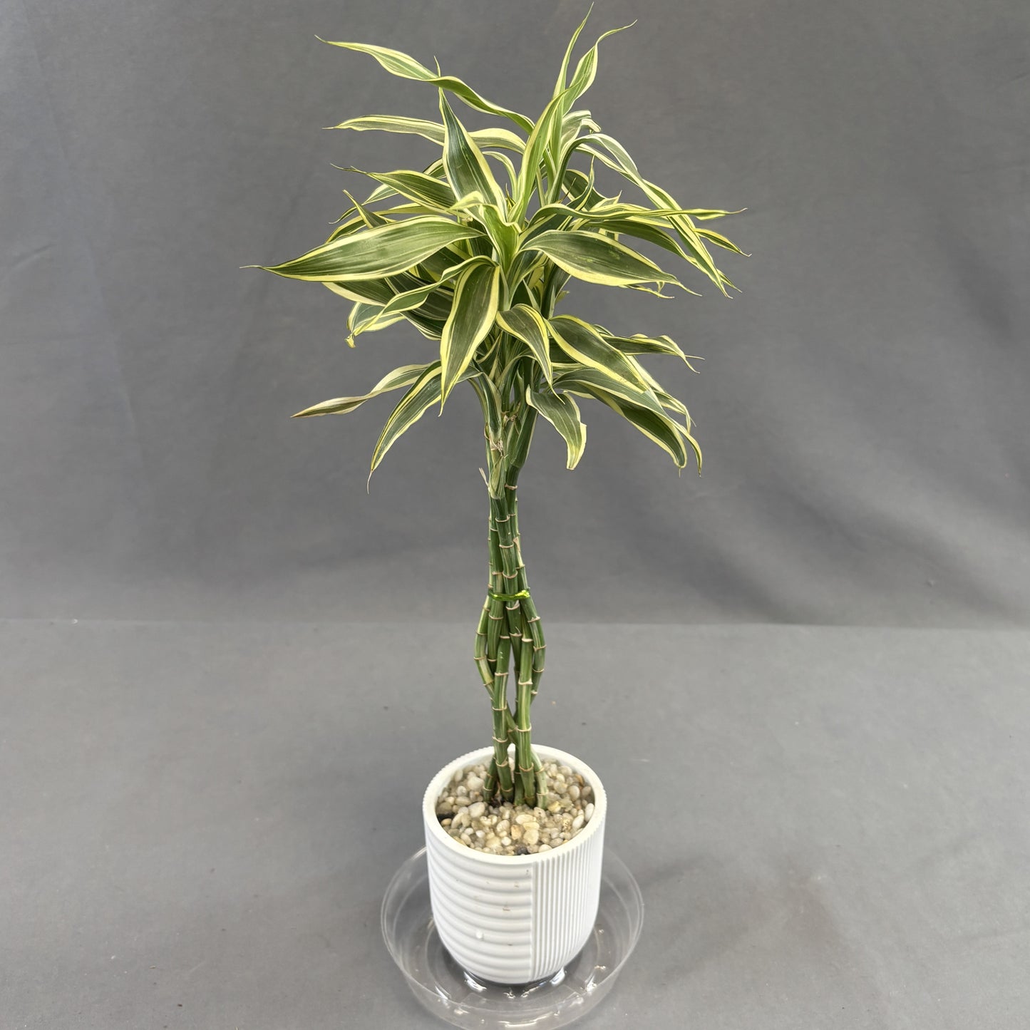 Dracaena 'Lucky Bamboo' In Pot