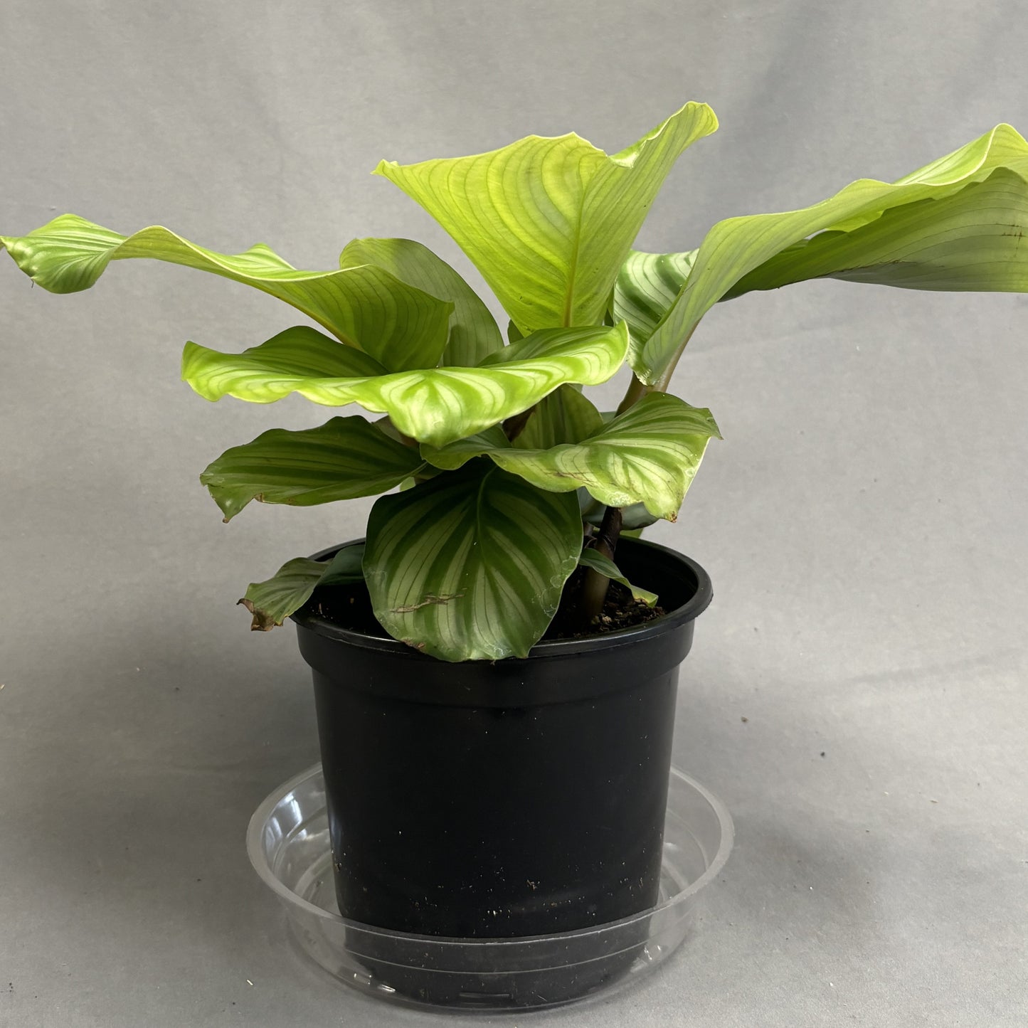 Calathea orbifolia