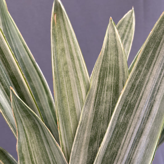 Snake Plant 'Sayuri'