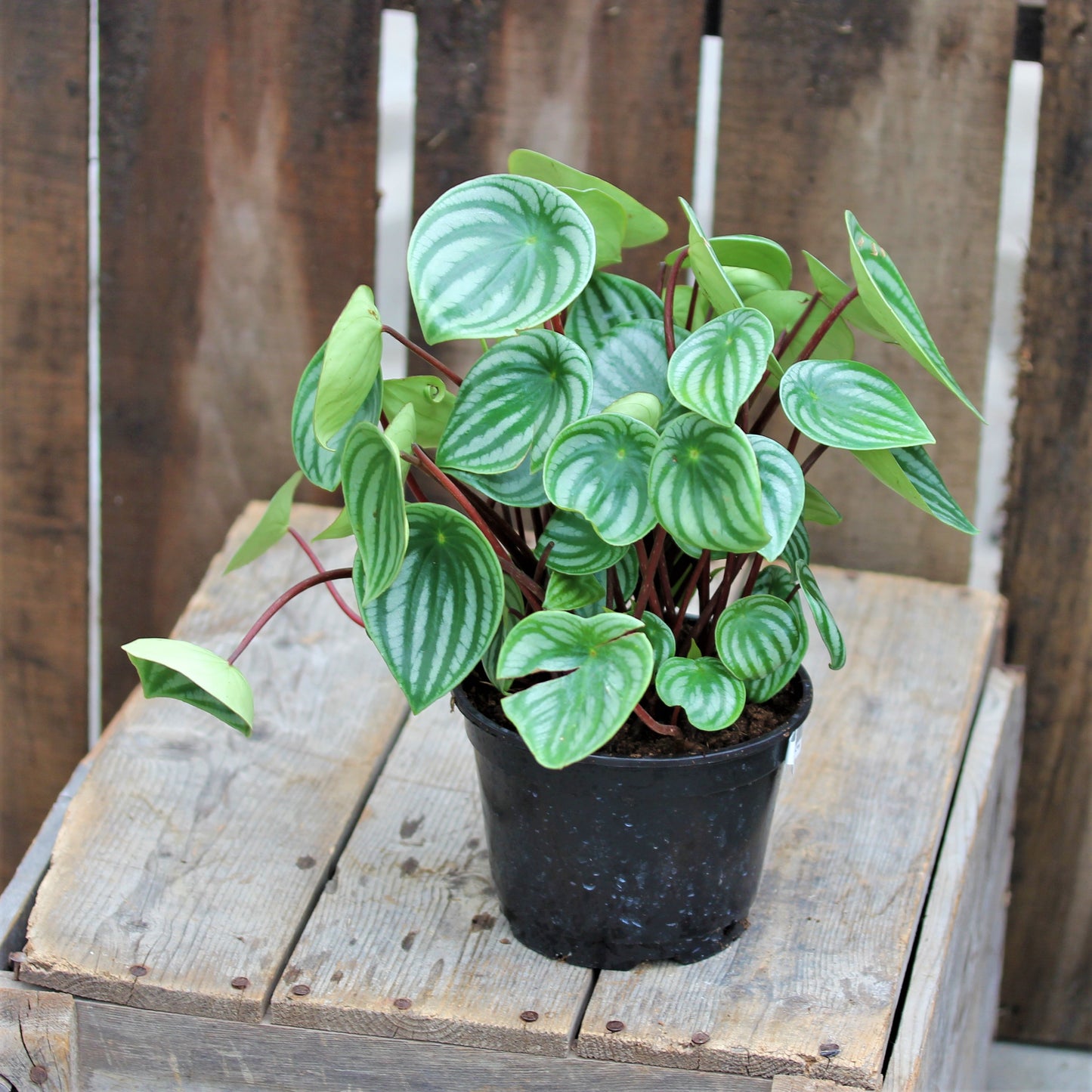 Peperomia 'Watermelon'